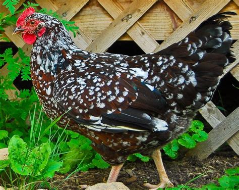 speckled sussex chicks for sale